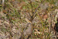 Phoenicurus auroreus