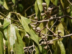 Aglaia lawii