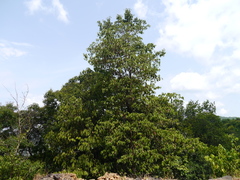 Aglaia lawii