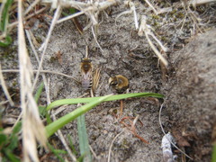 Colletes halophilus