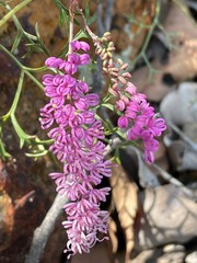 Grevillea leptobotrys