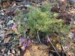 Grevillea leptobotrys