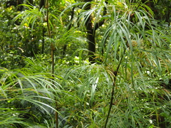 Image of Chusquea longifolia