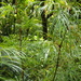 Chusquea longifolia - Photo 由 Vilseskogen 所上傳的 (c) Vilseskogen，保留部份權利CC BY-SA