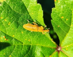 Lixus pulverulentus