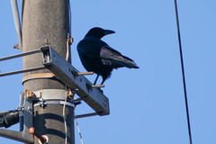 Corvus corone