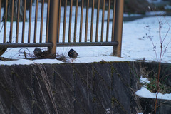 Spodiopsar cineraceus