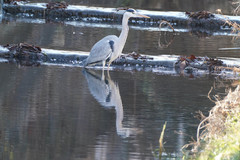Ardea cinerea
