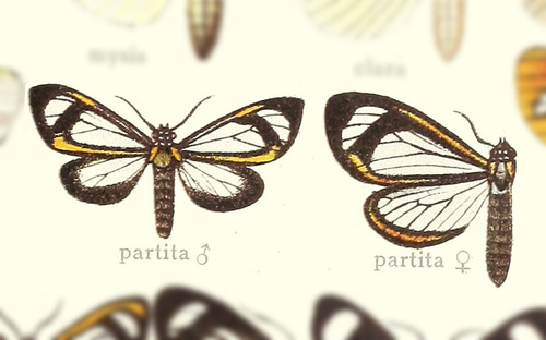 Hyalurga partita