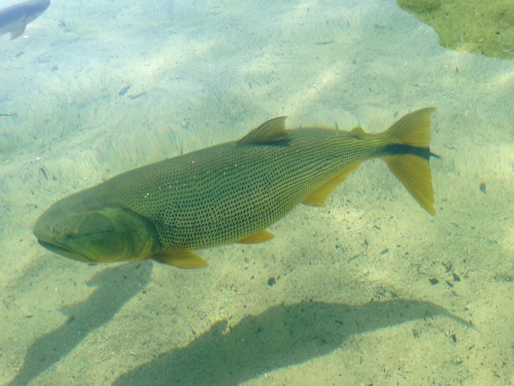Dorados