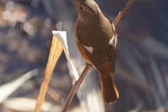 Phoenicurus auroreus