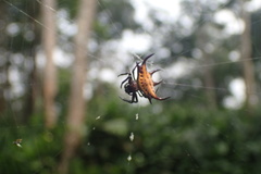 Gasteracantha curvispina