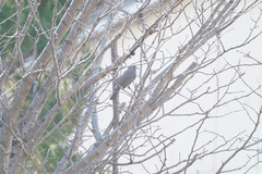 Hypsipetes amaurotis