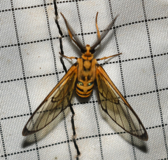 Gymnelia