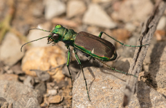 Cicindela splendida