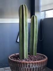 Lophocereus