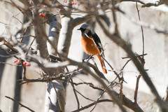 Phoenicurus auroreus