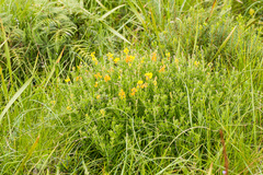 Crotalaria globifera