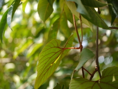 Ampelocissus indica