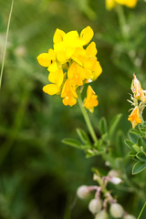 Crotalaria globifera