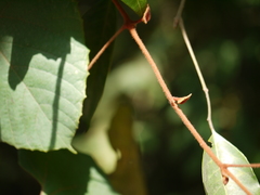 Ampelocissus indica