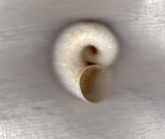Neocyclotinae