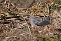 Streptopelia orientalis