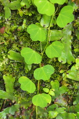 Image of Passiflora filipes