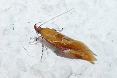 Epicallima formosella