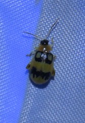 Walterianella biarcuata