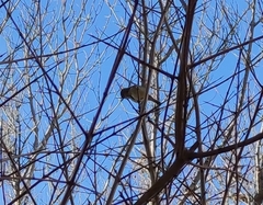 Phylloscopus collybita