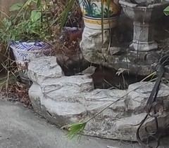 Phylloscopus collybita