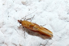Epicallima formosella