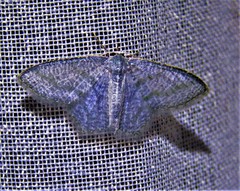 Chloropteryx opalaria