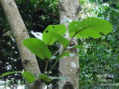 Neonauclea reticulata