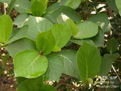 Neonauclea reticulata