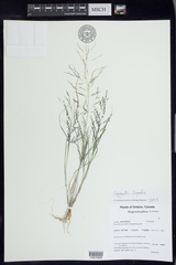 Eragrostis frankii
