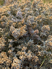 Helichrysum litorale
