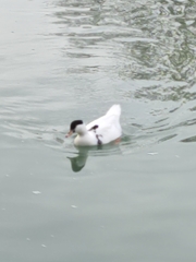 Anas platyrhynchos × Cairina moschata