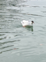 Anas platyrhynchos × Cairina moschata