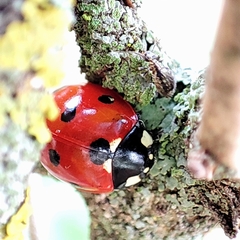 Coccinella septempunctata