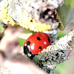 Coccinella septempunctata