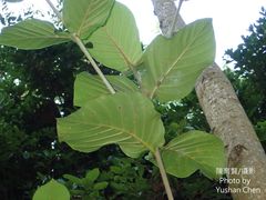 Neonauclea reticulata