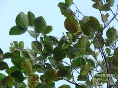 Neonauclea reticulata