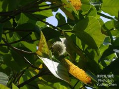 Neonauclea reticulata