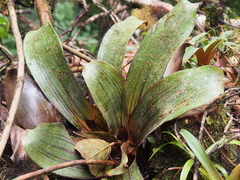 Werauhia marnier-lapostollei