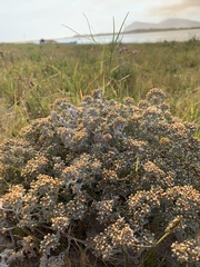 Helichrysum litorale