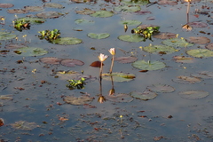 Pontederia crassipes