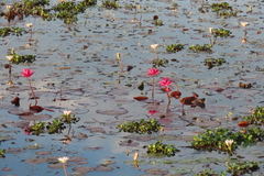 Pontederia crassipes