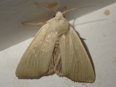 Arenostola phragmitidis